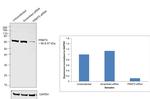 PRMT5 Antibody in Western Blot (WB)