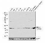 MRLC2 Antibody in Western Blot (WB)