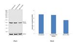 MRLC2 Antibody