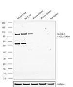 ALDH1L1 Antibody