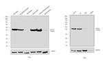 Actin Antibody in Western Blot (WB)