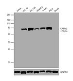 Calpain 2 Antibody in Western Blot (WB)