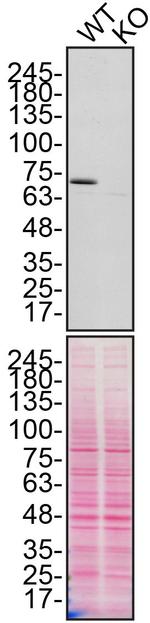 Calpain 2 Antibody in Western Blot (WB)