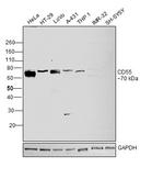 CD55 Antibody in Western Blot (WB)