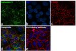 Cathepsin D Antibody in Immunocytochemistry (ICC/IF)