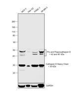 Cathepsin D Antibody in Western Blot (WB)