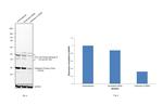 Cathepsin D Antibody in Western Blot (WB)