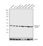 Cathepsin D Antibody in Western Blot (WB)