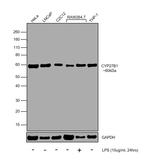 CYP27B1 Antibody in Western Blot (WB)