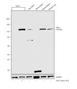 RIG-I Antibody in Western Blot (WB)