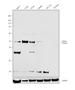 FOXA1 Antibody in Western Blot (WB)