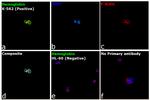 Hemoglobin alpha Antibody in Immunocytochemistry (ICC/IF)