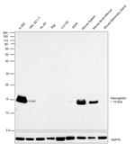 Hemoglobin alpha Antibody in Western Blot (WB)