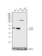 IL-18 Antibody in Western Blot (WB)