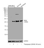 NGAL Antibody in Western Blot (WB)