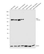 MAG Antibody in Western Blot (WB)