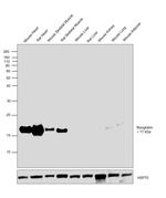 Myoglobin Antibody