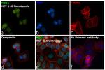 MDC1 Antibody in Immunocytochemistry (ICC/IF)