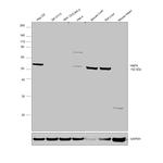 HNF6 Antibody in Western Blot (WB)