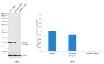 PGRMC1 Antibody in Western Blot (WB)