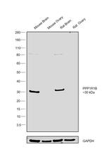 DARPP-32 Antibody in Western Blot (WB)