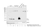 TFF1 Antibody in Western Blot (WB)