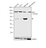 UPF1 Antibody in Western Blot (WB)