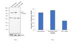 UPF1 Antibody in Western Blot (WB)