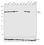 Vinculin Antibody