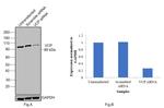 VCP Antibody in Western Blot (WB)