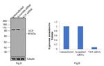 VCP Antibody in Western Blot (WB)