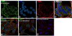 YBX1 Antibody