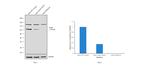 B-Raf Antibody