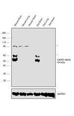 CaMKII alpha Antibody