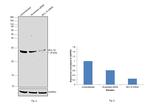 Bcl-10 Antibody in Western Blot (WB)