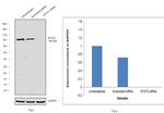 STAT3 Antibody in Western Blot (WB)