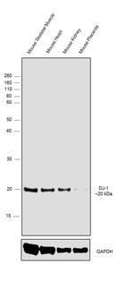 DJ-1 Antibody