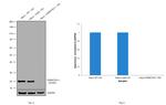 DJ-1 Antibody in Western Blot (WB)