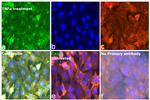 CXCL1 Antibody in Immunocytochemistry (ICC/IF)