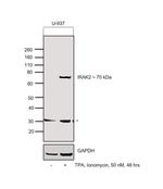 IRAK2 Antibody in Western Blot (WB)