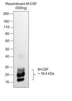 M-CSF Antibody in Western Blot (WB)