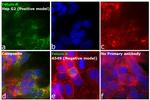 Fetuin A Antibody in Immunocytochemistry (ICC/IF)