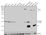 PYCARD Antibody