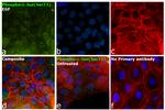 Phospho-c-Jun (Ser73) Antibody in Immunocytochemistry (ICC/IF)