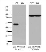 PACSIN3 Antibody in Western Blot (WB)