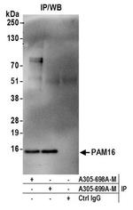 PAM16 Antibody in Immunoprecipitation (IP)