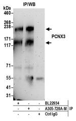 PCNX3 Antibody in Immunoprecipitation (IP)