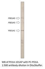 PDE1A Antibody in Western Blot (WB)