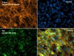 PDI Antibody in Immunocytochemistry (ICC/IF)