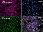 PDI Antibody in Immunocytochemistry (ICC/IF)